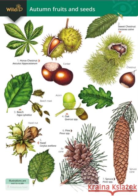 Autumn fruits and seeds Simon Norman 9781917154048 Field Studies Council