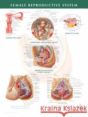Female Reproductive System Chart Frank H. Netter Netter 9781929007288 Saunders Book Company