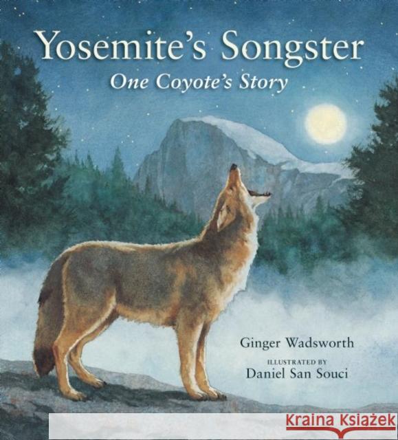 Yosemite's Songster: One Coyote's Story Ginger Wadsworth Daniel Sa 9781930238343 Yosemite Association