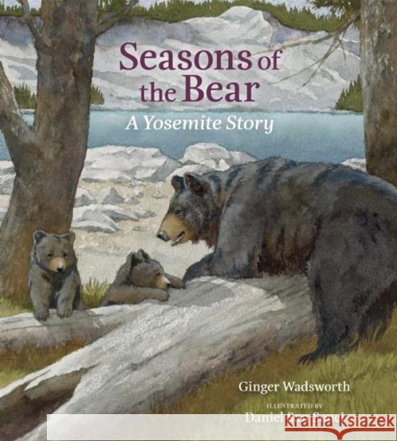 Seasons of the Bear: A Yosemite Story Ginger Wadsworth Daniel Sa 9781930238664