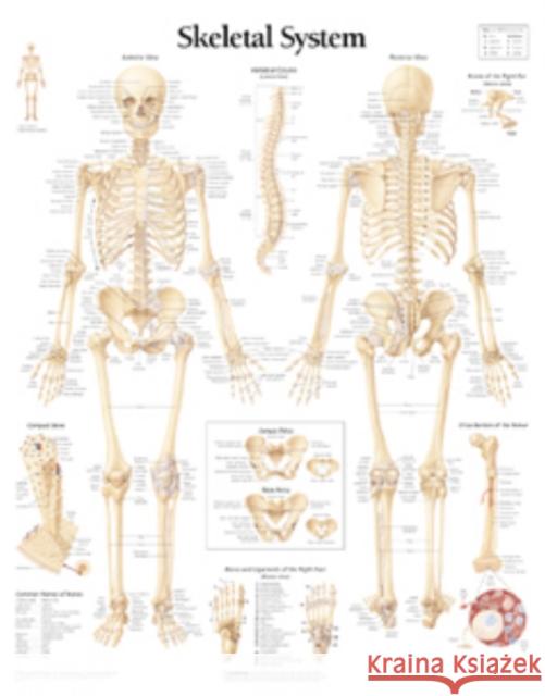 Skeletal System Paper Poster Scientific Publishing 9781930633001 Scientific Publishing Limited