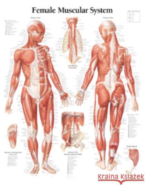 Muscular System with Female Figure Paper Poster Scientific Publishing 9781930633049 SCIENTIFIC PUBLISHING