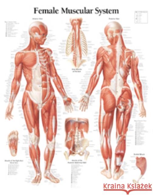 Muscular System with Female Figure Laminated Poster Scientific Publishing 9781930633056 Scientific Publishing Limited