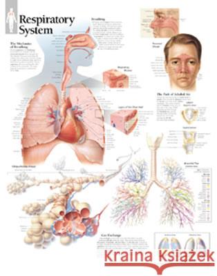 Respiratory System Paper Poster Scientific Publishing 9781930633063 Scientific Publishing Limited