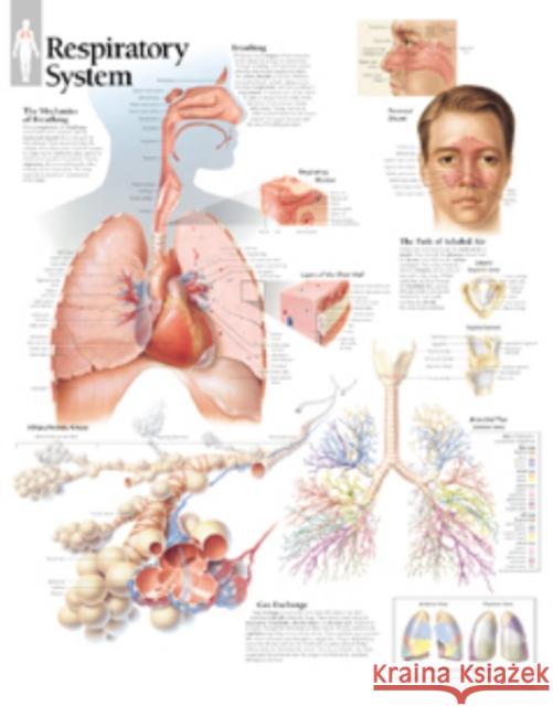 Respiratory System Laminated Poster Scientific Publishing 9781930633070 Scientific Publishing Limited