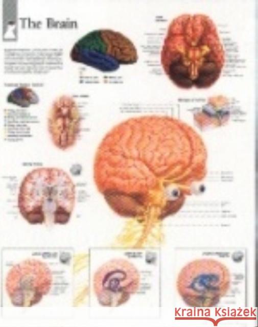 Brain Paper Poster Scientific Publishing 9781930633261 Scientific Publishing Limited