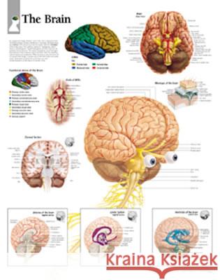 Brain Laminated Poster Scientific Publishing 9781930633278 Scientific Publishing Limited