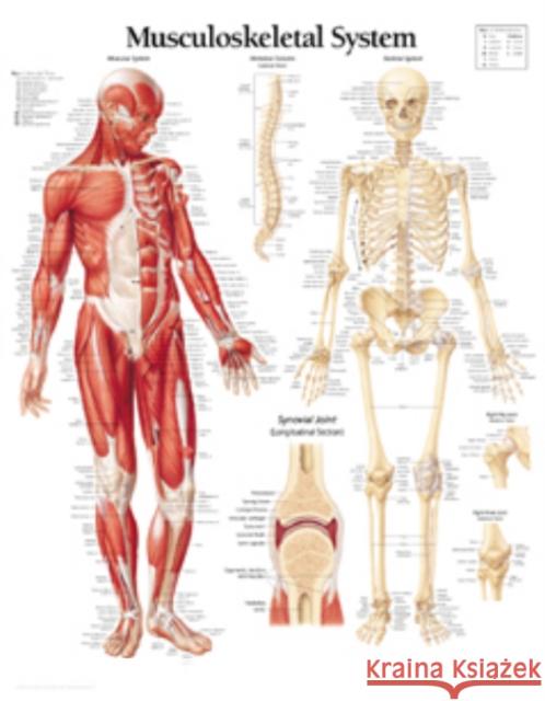 Musculoskeletal System Laminated Poster Scientific Publishing 9781930633339 Scientific Publishing Limited