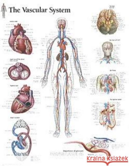 Vascular System Paper Poster Scientific Publishing 9781930633544 Scientific Publishing Limited