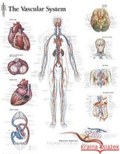 Vascular System Laminated Poster Scientific Publishing 9781930633551 Scientific Publishing Limited