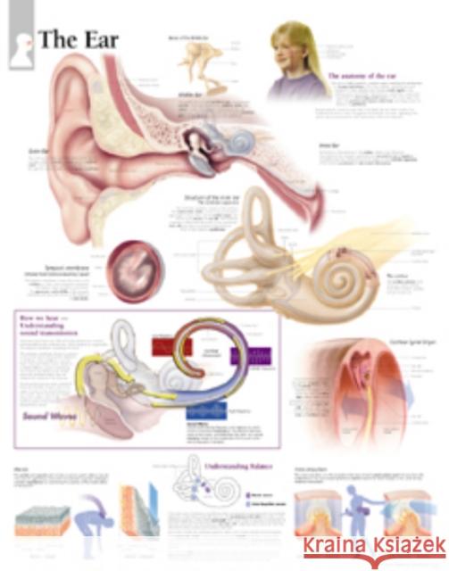 Ear Laminated Poster Scientific Publishing 9781930633575 Scientific Publishing Limited