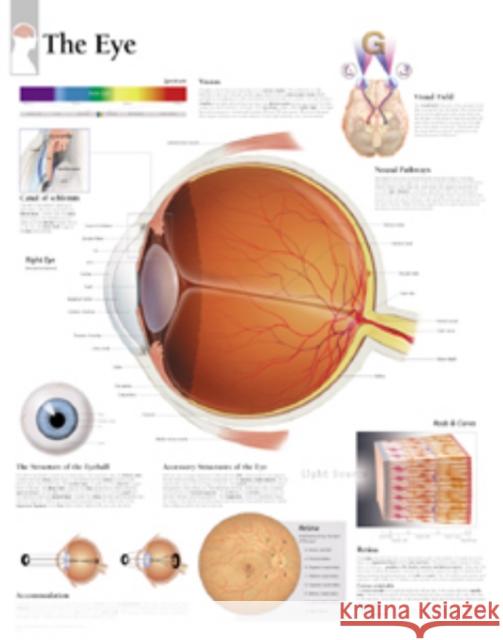 Eye Laminated Poster Scientific Publishing 9781930633599 Scientific Publishing Limited