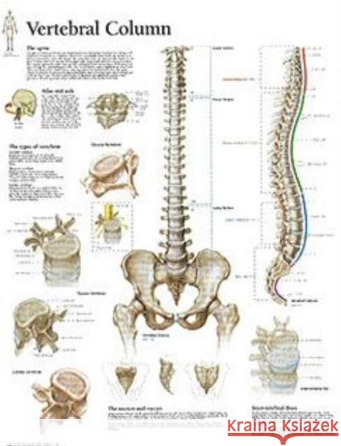 Vertebral Column Laminated Poster Scientific Publishing 9781930633674 Scientific Publishing Limited