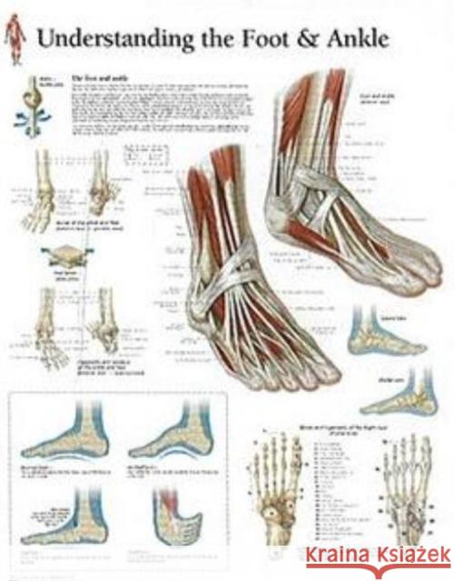 Understanding the Foot & Ankle Laminated Poster  9781930633735 SCIENTIFIC PUBLISHING