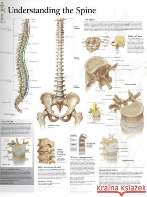 Understanding the Spine Laminated Poster  9781930633773 SCIENTIFIC PUBLISHING