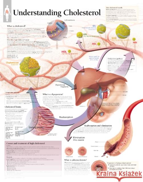 Understanding Cholesterol Paper Poster Scientific Publishing 9781930633803 Scientific Publishing Limited