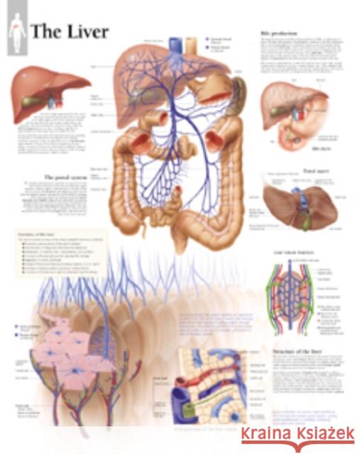 Liver Paper Poster Scientific Publishing 9781930633827 Scientific Publishing Limited