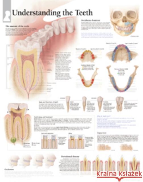 Understanding the Teeth Paper Poster Scientific Publishing 9781930633889 Scientific Publishing Limited