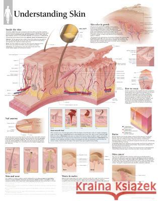 Understanding Skin Paper Poster Scientific Publishing 9781930633926 Scientific Publishing Limited