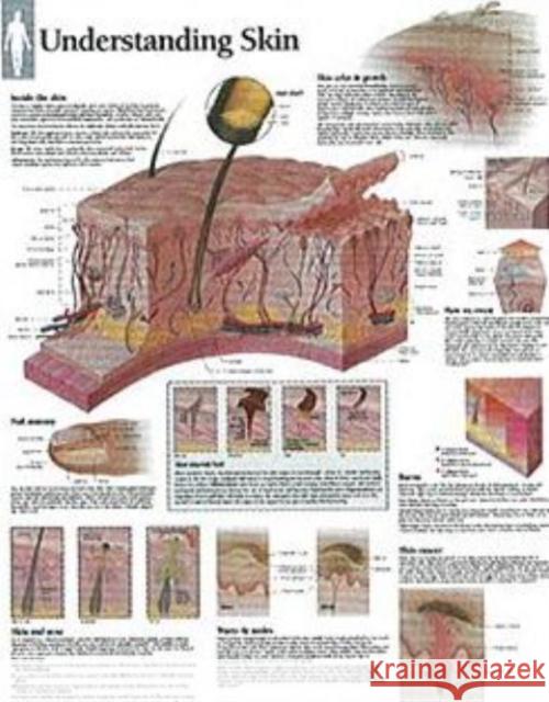 Understanding Skin Laminated Poster Scientific Publishing 9781930633933 Scientific Publishing Limited