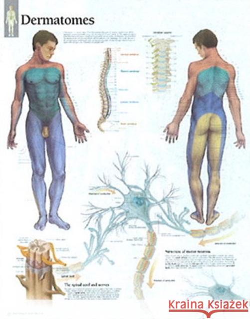 Dermatones Laminated Poster Scientific Publishing 9781930633957 Scientific Publishing Limited