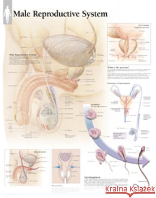 Male Reproductive System Paper Poster Scientific Publishing 9781930633964 Scientific Publishing Limited