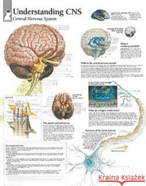 Understanding CNS Laminated Poster Scientific Publishing 9781932922042 Scientific Publishing