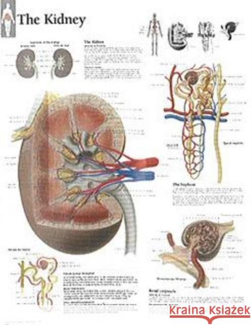 Kidney Laminated Poster Scientific Publishing 9781932922066 Scientific Publishing