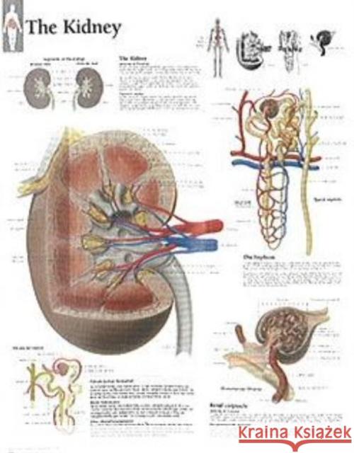 Kidney Paper Poster Scientific Publishing 9781932922073 Scientific Publishing