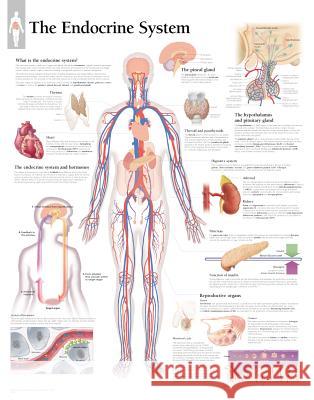 Endocrine System Laminated Poster  9781932922103 SCIENTIFIC PUBLISHING