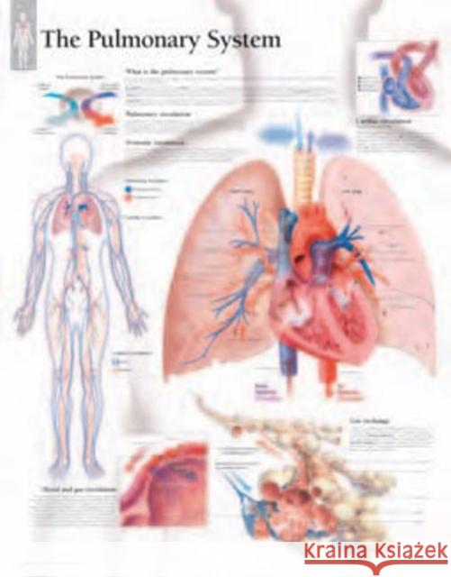 Pulmonary System Paper Poster Scientific Publishing 9781932922394 Scientific Publishing