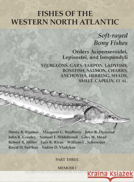Soft-rayed Bony Fishes: Orders Acipenseroidei, Lepisostei, and Isospondyli: Part 3 Bigelow, Henry B. 9781933789132 Yale Peabody Museum