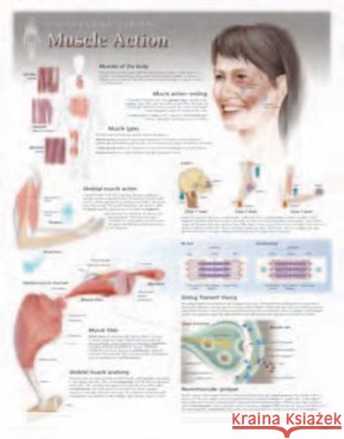 Muscle Action Laminated Poster Scientific Publishing 9781935612025 Scientific Publishing Limited