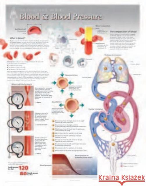 Blood & Blood Pressure Laminated Poster Scientific Publishing 9781935612063 Scientific Publishing Limited