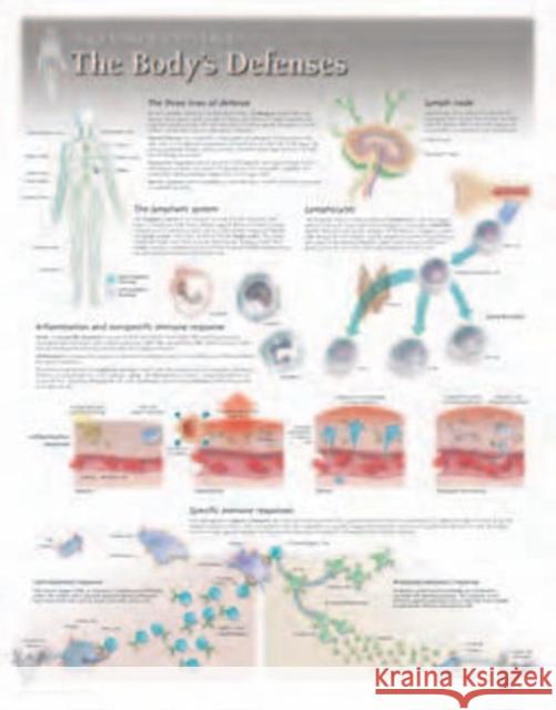 Body's Defences Laminated Poster Scientific Publishing 9781935612094 Scientific Publishing Limited