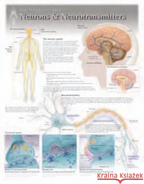 Neurons & Neurotransmitters Laminated Poster Scientific Publishing 9781935612148 Scientific Publishing Limited