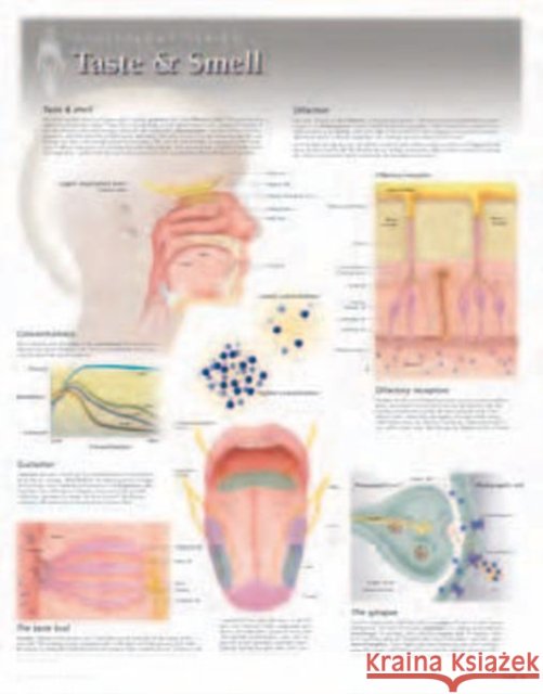 Taste & Smell Laminated Poster Scientific Publishing 9781935612155 Scientific Publishing Limited