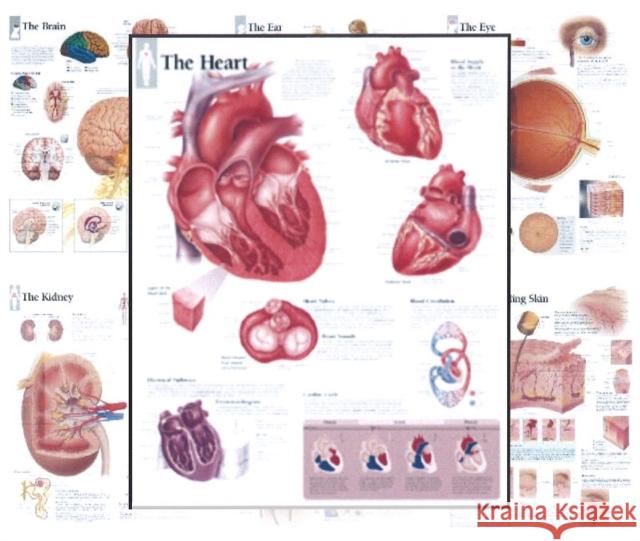 Body Organ Wall Chart Set Scientific Publishing 9781935612209 Scientific Publishing Limited