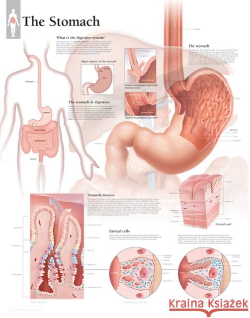 Stomach Laminated Poster Scientific Publishing 9781935612476 Scientific Publishing Limited