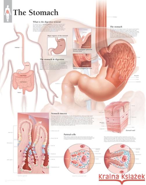 Stomach Paper Poster Scientific Publishing 9781935612483 Scientific Publishing Limited