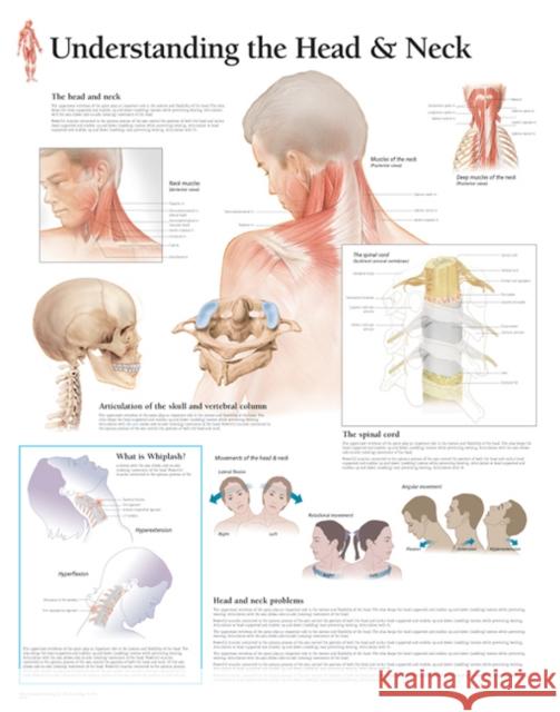 Understanding the Head & Neck Paper Poster Scientific Publishing 9781935612520 Scientific Publishing Limited