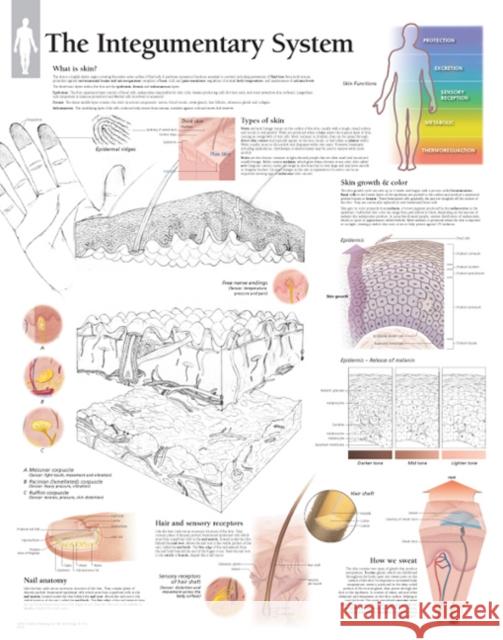 Integumentary System Laminated Poster Scientific Publishing 9781935612537 Scientific Publishing Limited