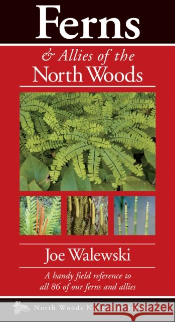 Ferns & Allies of the North Woods: A Handy Field Reference to All 86 of Our Ferns and Allies Joe Walewski 9781936571086 Kollath-Stensaas Publishing