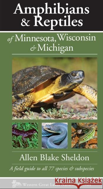 Amphibians & Reptiles of Minnesota, Wisconsin & Michigan: A Field Guide to All 77 Species & Subspecies Allen Blake Sheldon 9781936571147 Kollath-Stensaas Publishing