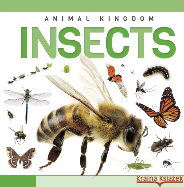 Insects Rebecca Phillips-Bartlett 9781952455315
