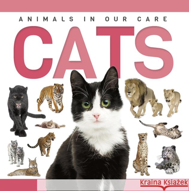 Cats Rebecca Phillips-Bartlett 9781952455353 North Star Kids