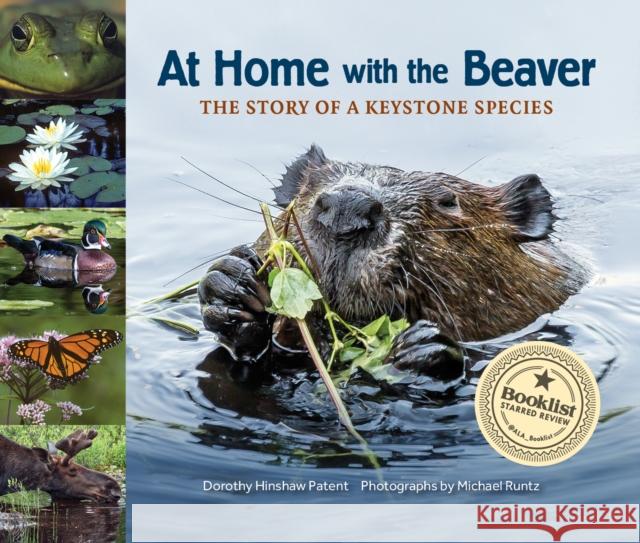 At Home with the Beaver: A Story of a Keystone Species Patent, Dorothy Hinshaw 9781970039054