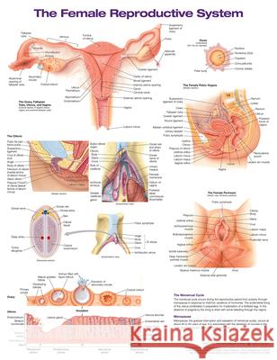 The Female Reproductive System Anatomical Chart- Laminated Anatomical Chart Company   9781975180218