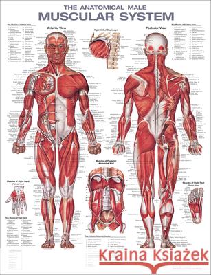 MALE MUSCULAR SYSTEM ANATOMICAL CHART CO 9781975180225