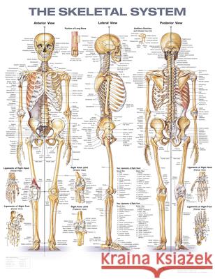 The Skeletal System Anatomical Chart Anatomical Chart Company 9781975180232